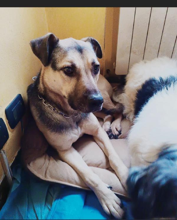 Tango mix pastorino adulto ok gatti salvato anni fa MILANO Foto 4